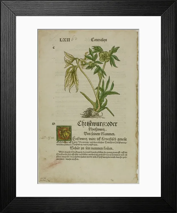 Framed Print : Christwurz (Hellebore) from Herbarium (Kräuterbuch), plate 96 from Woodcuts from... 1937. Creator: Hans Weiditz Framed Print : Christwurz (Hellebore) from Herbarium (Kräuterbuch), plate 96 from Woodcuts from... 1937. Creator: Hans Weiditz