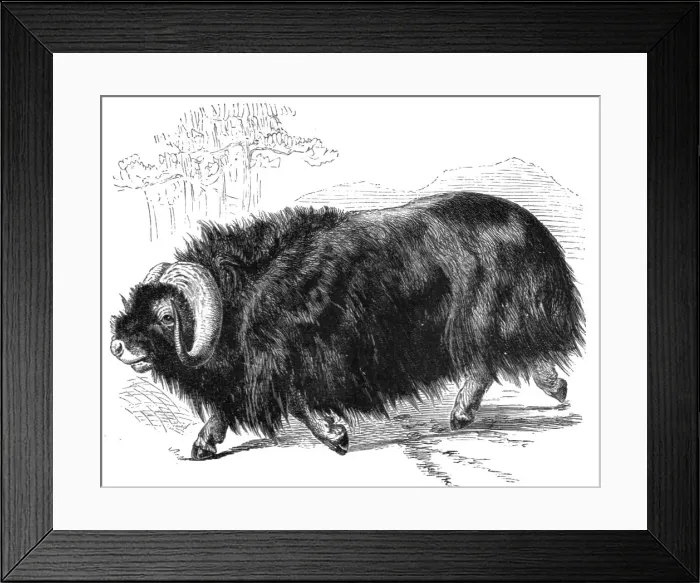 Framed Print : Ovibos Moschatus; The Musk Ox and the Wolverine - a Geographical Parallel, 1875. Creator: Unknown Framed Print : Ovibos Moschatus; The Musk Ox and the Wolverine - a Geographical Parallel, 1875. Creator: Unknown