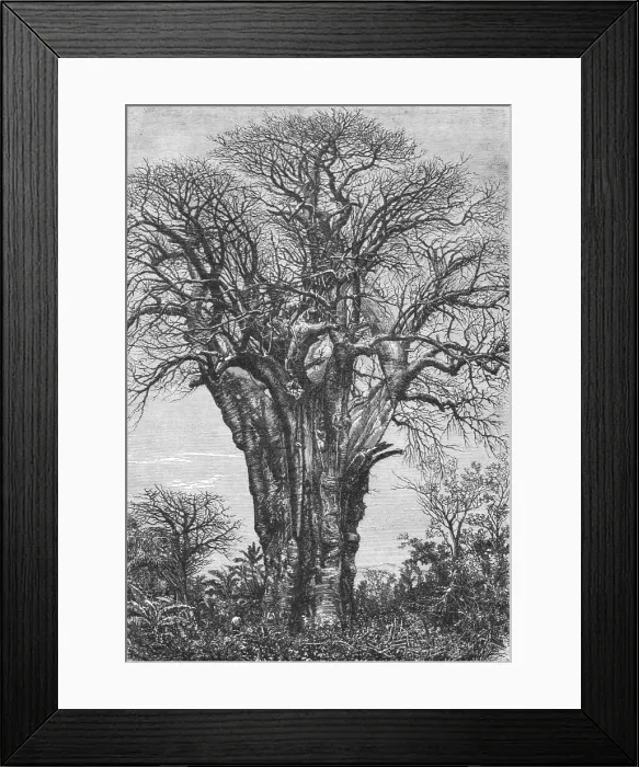 Framed Print : The Baobab (Adansonia digitata, Linn.), 1875. Creator: W. Carruthers Framed Print : The Baobab (Adansonia digitata, Linn.), 1875. Creator: W. Carruthers