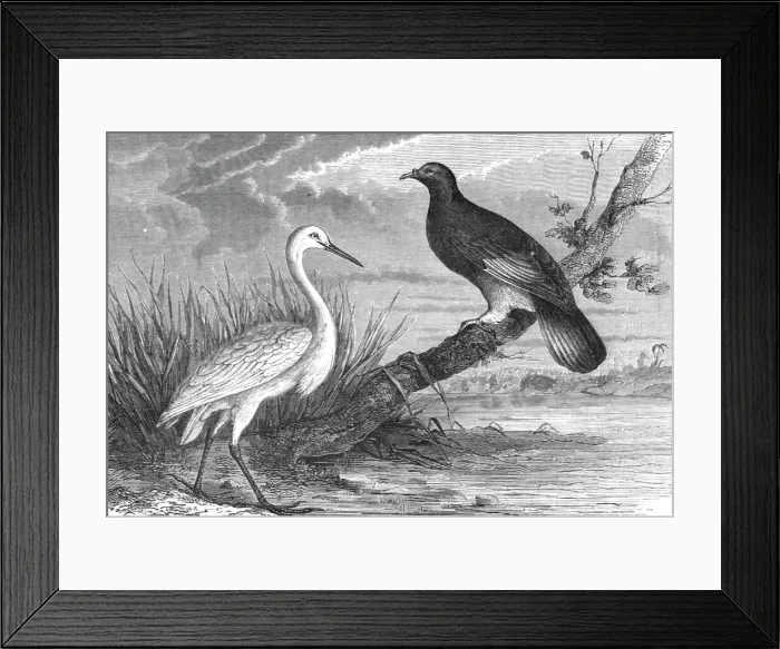 Framed Print : New Caledonian Heron and the Notu Pigeon; Some Account of New Caledonia, 1875. Creator: Unknown Framed Print : New Caledonian Heron and the Notu Pigeon; Some Account of New Caledonia, 1875. Creator: Unknown