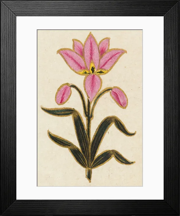 Framed Print : Pink lily motif, Folio from the Small Clive Album, Dated 1674-1675. Creator: Unknown Framed Print : Pink lily motif, Folio from the Small Clive Album, Dated 1674-1675. Creator: Unknown