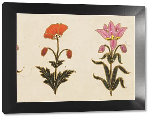 Pink lilies and red poppy motif, Folio from the Small Clive Album, Dated 1674-1675. Creator: Unknown