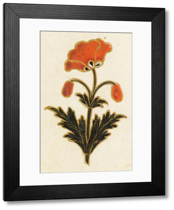 Framed Print : Red poppy motif, Folio from the Small Clive Album, Dated 1674-1675. Creator: Unknown Framed Print : Red poppy motif, Folio from the Small Clive Album, Dated 1674-1675. Creator: Unknown