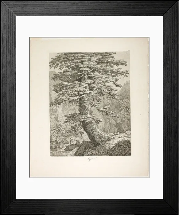 Framed Print : Fir Tree, 1801 / 02. Creator: Jacob Philip Hackert Framed Print : Fir Tree, 1801 / 02. Creator: Jacob Philip Hackert