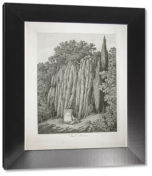 Weeping Willow, 1802. Creator: Jacob Philip Hackert