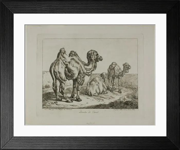 Framed Print : Dromedary and Camel, 1817. Creator: Johann Adam Klein Framed Print : Dromedary and Camel, 1817. Creator: Johann Adam Klein
