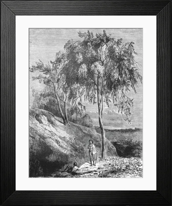Framed Print : Metrosideros Trees, Australia; Incidents of Bush Life in Queensland, 1875. Creator: Unknown Framed Print : Metrosideros Trees, Australia; Incidents of Bush Life in Queensland, 1875. Creator: Unknown