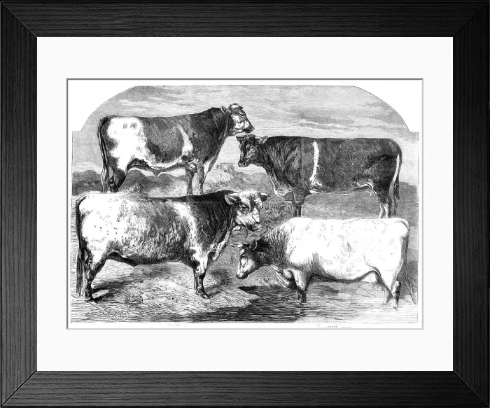 Framed Print : Prize Shorthorns at the Royal Agricultural Society's show, Canterbury, 1860. Creator: Harrison Weir Framed Print : Prize Shorthorns at the Royal Agricultural Society's show, Canterbury, 1860. Creator: Harrison Weir