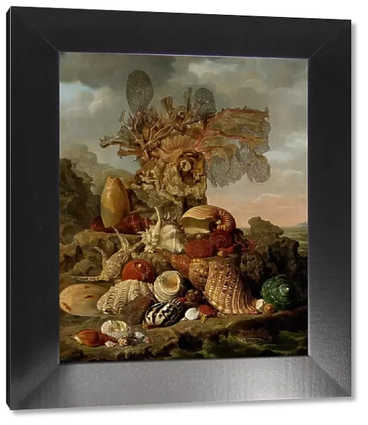 Shells and Marine Plants, 1809. Creator: Henricus Franciscus Wiertz