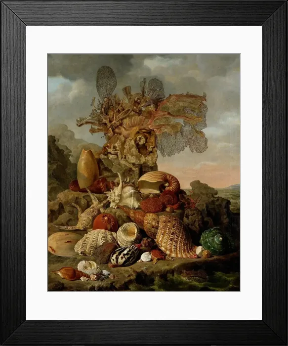 Framed Print : Shells and Marine Plants, 1809. Creator: Henricus Franciscus Wiertz Framed Print : Shells and Marine Plants, 1809. Creator: Henricus Franciscus Wiertz