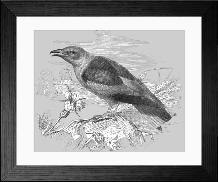 Framed Print : The Roller (Coracias garrula); A Bird nesting Expedition in a North African Swamp, 1875. Creator: Unknown Framed Print : The Roller (Coracias garrula); A Bird nesting Expedition in a North African Swamp, 1875. Creator: Unknown