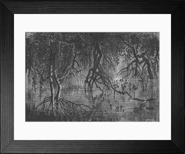 Framed Print : Mangroves near Cherar; A journey through Soudan and Western Abyssinia, with Reminiscences... 1875. Creator: Unknown Framed Print : Mangroves near Cherar; A journey through Soudan and Western Abyssinia, with Reminiscences... 1875. Creator: Unknown