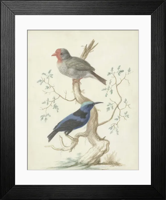 Framed Print : Bresiljan / breiljaan and hummingbird, 1658-1727. Creator: Johannes Bronkhorst Framed Print : Bresiljan / breiljaan and hummingbird, 1658-1727. Creator: Johannes Bronkhorst