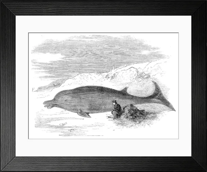 Framed Print : Cetacean animal recently cast on the Kentish coast, near Whitstable, 1860. Creator: Unknown Framed Print : Cetacean animal recently cast on the Kentish coast, near Whitstable, 1860. Creator: Unknown