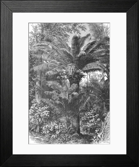 Framed Print : Madagascar Dwarf Palms; A Birds-eye View of Madagascar, 1875. Creator: M.D Charnay Framed Print : Madagascar Dwarf Palms; A Birds-eye View of Madagascar, 1875. Creator: M.D Charnay