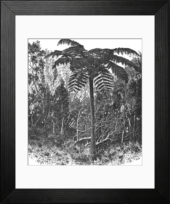 Framed Print : Tree-fern--Madagascar; A Birds-eye View of Madagascar, 1875. Creator: M.D Charnay Framed Print : Tree-fern--Madagascar; A Birds-eye View of Madagascar, 1875. Creator: M.D Charnay