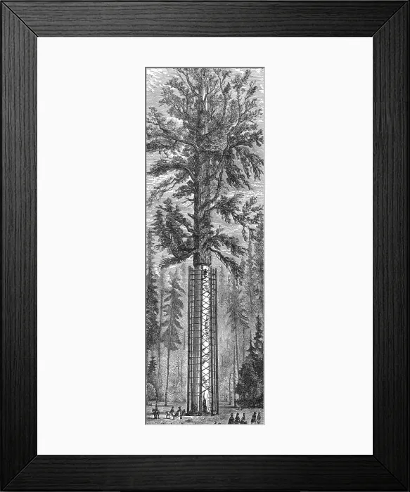 Framed Print : The Father of the Forest; California and its prospects, 1875. Creator: Frederick Whymper Framed Print : The Father of the Forest; California and its prospects, 1875. Creator: Frederick Whymper