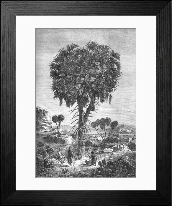 Framed Print : Doum palm of the Soudan; A journey through Soudan and Western Abyssinia, with Reminiscences...1875. Creator: Unknown Framed Print : Doum palm of the Soudan; A journey through Soudan and Western Abyssinia, with Reminiscences...1875. Creator: Unknown