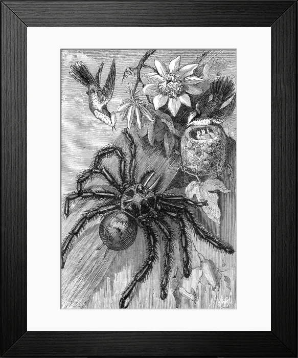 Framed Print : Bird-Killing Spiders; Naturalist on the Amazons, 1875. Creator: Unknown Framed Print : Bird-Killing Spiders; Naturalist on the Amazons, 1875. Creator: Unknown