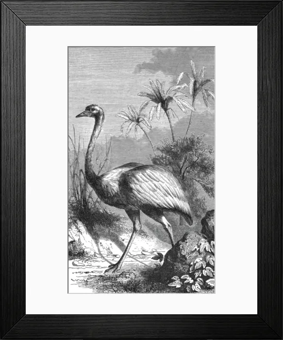 Framed Print : South American Ostrich; Old South American Geographies, 1875. Creator: Unknown Framed Print : South American Ostrich; Old South American Geographies, 1875. Creator: Unknown