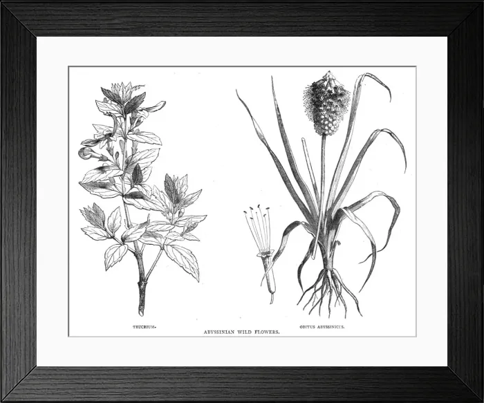 Framed Print : Abyssinian Wild Flowers; A journey through Soudan and Western Abyssinia, with Reminiscences...1875. Creator: Unknown Framed Print : Abyssinian Wild Flowers; A journey through Soudan and Western Abyssinia, with Reminiscences...1875. Creator: Unknown