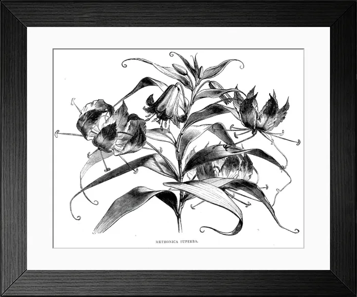 Framed Print : Abyssinian Wild Flowers; A journey through Soudan and Western Abyssinia, with Reminiscences...1875. Creator: Unknown Framed Print : Abyssinian Wild Flowers; A journey through Soudan and Western Abyssinia, with Reminiscences...1875. Creator: Unknown