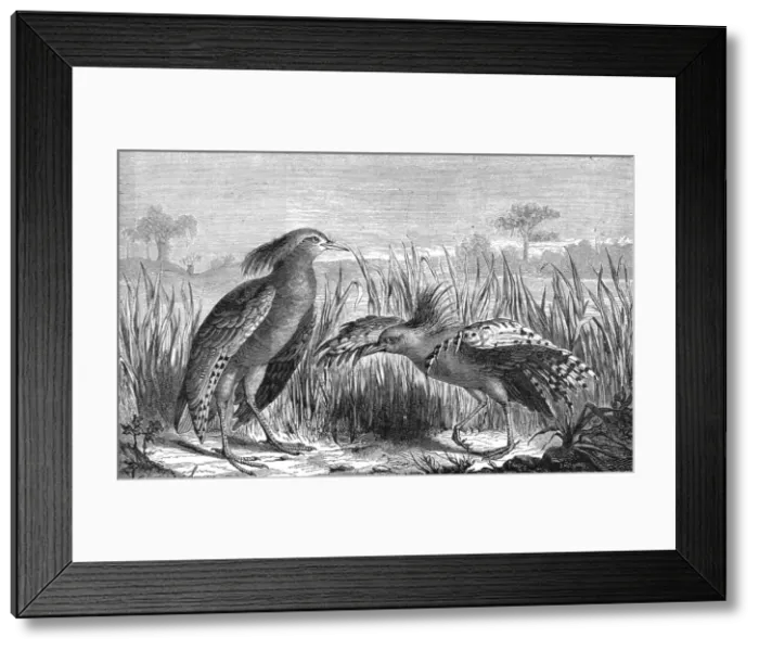 Framed Print : The Kagou (Rhinochaetus jubatus); Some Account of New Caledonia, 1875. Creator: Unknown
