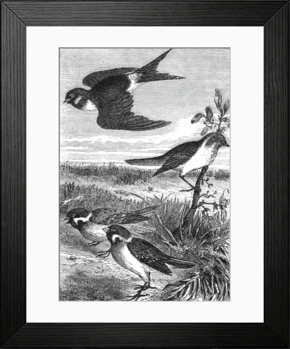 Framed Print : Birds of Japan; A European Sojourn in Japan, 1875. Creator: Unknown Framed Print : Birds of Japan; A European Sojourn in Japan, 1875. Creator: Unknown