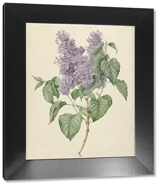 Branch with purple lilacs, 1786-1838. Creator: Maria Geertruida Snabilie