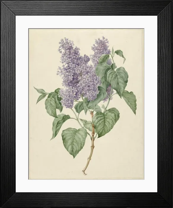 Framed Print : Branch with purple lilacs, 1786-1838. Creator: Maria Geertruida Snabilie Framed Print : Branch with purple lilacs, 1786-1838. Creator: Maria Geertruida Snabilie