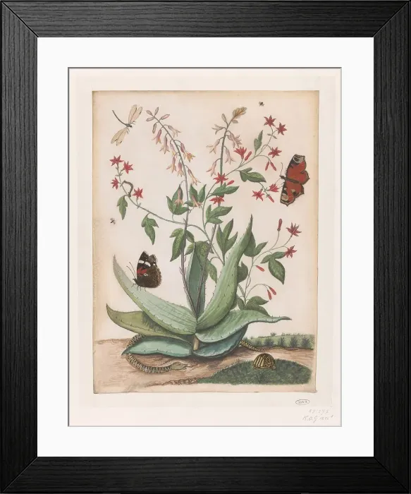 Framed Print : Butterflies, a snake and a turtle around a blooming agave, 1686-1757. Creator: Maria Moninckx Framed Print : Butterflies, a snake and a turtle around a blooming agave, 1686-1757. Creator: Maria Moninckx