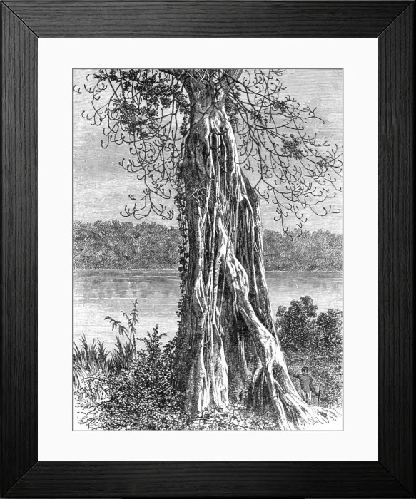 Framed Print : Trunk of the ovounchua, a species of Ticus'; The Gaboon. 1875. Creator: Unknown. Trunk of the ovounchua, a species of Ticus'; The Gaboon. 1875. Creator: Unknown Framed Print : Trunk of the ovounchua, a species of Ticus'; The Gaboon. 1875. Creator: Unknown. Trunk of the ovounchua, a species of Ticus'; The Gaboon. 1875. Creator: Unknown