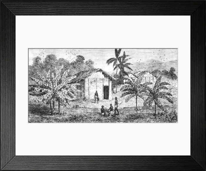 Framed Print : Fetiche Banana trees; The Gaboon. 1875. Creator: Unknown Framed Print : Fetiche Banana trees; The Gaboon. 1875. Creator: Unknown