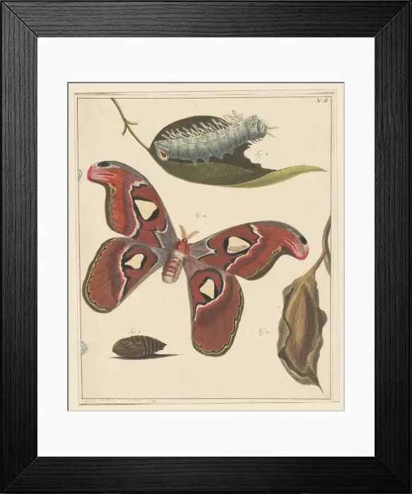 Framed Print : Studies of a caterpillar, a butterfly and a pupa, 1832-1897. Creator: Alexander Ver Huell Framed Print : Studies of a caterpillar, a butterfly and a pupa, 1832-1897. Creator: Alexander Ver Huell