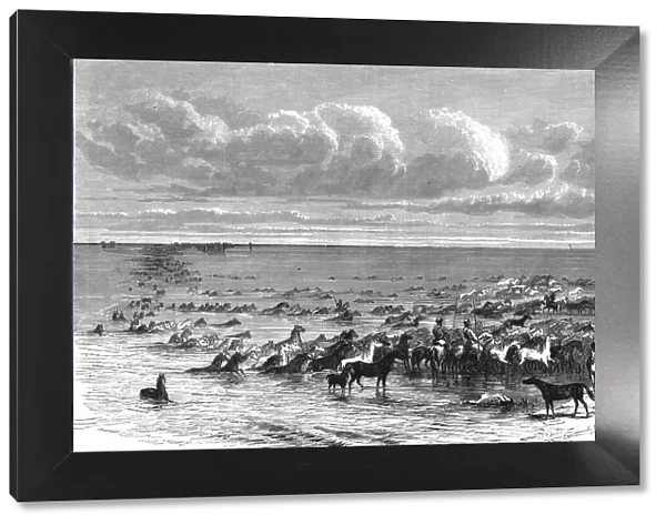 A troup of horses crossing the Volga; A Journey on the Volga, 1875. Creator: Nicholas Rowe