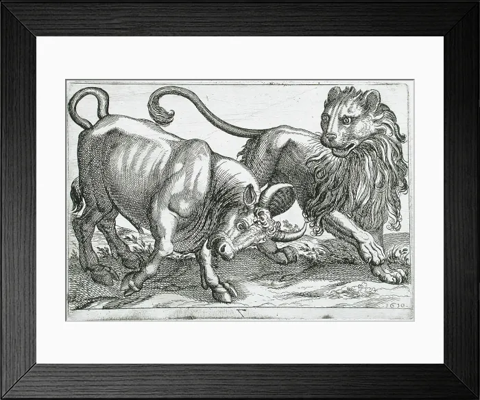 Framed Print : A Bull Attacking a Lion, 1610. Creator: Hendrick Hondius I Framed Print : A Bull Attacking a Lion, 1610. Creator: Hendrick Hondius I