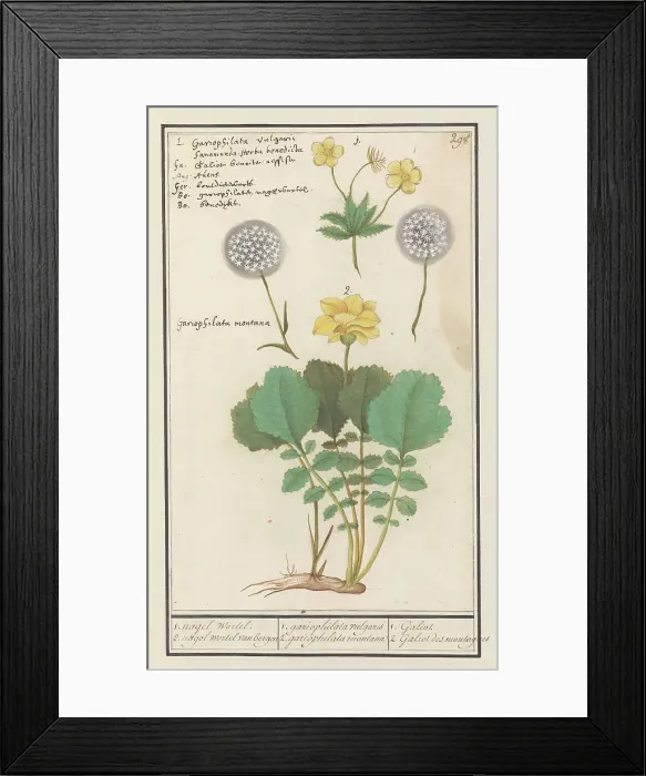 Framed Print : Yellow avens (Geum aleppicum) and Alpine yellow avens (Geum montanum), 1596-1610. Creators: Anselmus de Boodt, Elias Verhulst Framed Print : Yellow avens (Geum aleppicum) and Alpine yellow avens (Geum montanum), 1596-1610. Creators: Anselmus de Boodt, Elias Verhulst