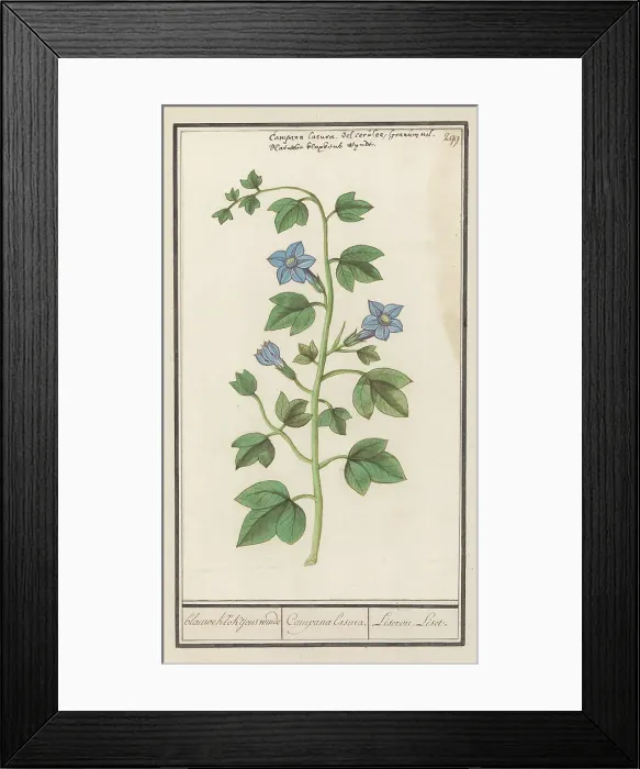 Framed Print : Bellflower (Campanula), 1596-1610. Creators: Anselmus de Boodt, Elias Verhulst Framed Print : Bellflower (Campanula), 1596-1610. Creators: Anselmus de Boodt, Elias Verhulst