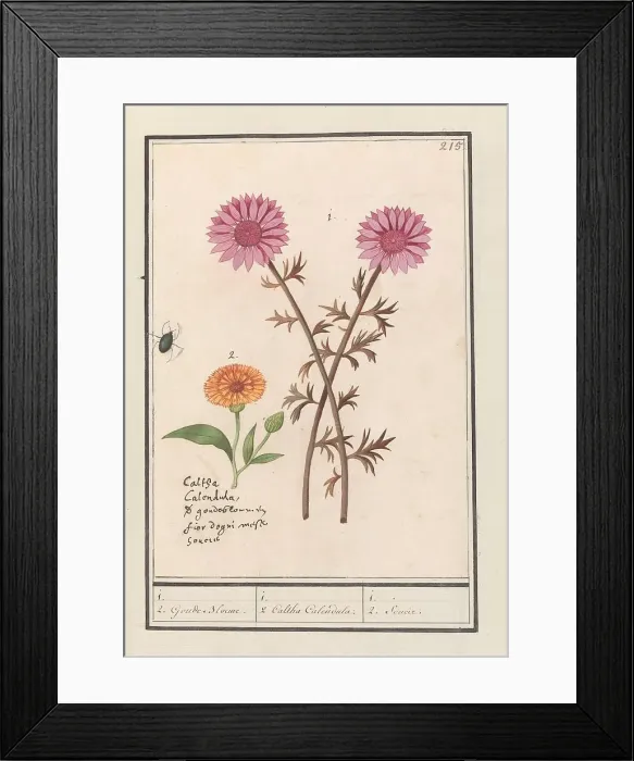 Framed Print : Pink flower (unknown) and marigold (Calendula officinalis), 1596-1610. Creators: Anselmus de Boodt, Elias Verhulst Framed Print : Pink flower (unknown) and marigold (Calendula officinalis), 1596-1610. Creators: Anselmus de Boodt, Elias Verhulst