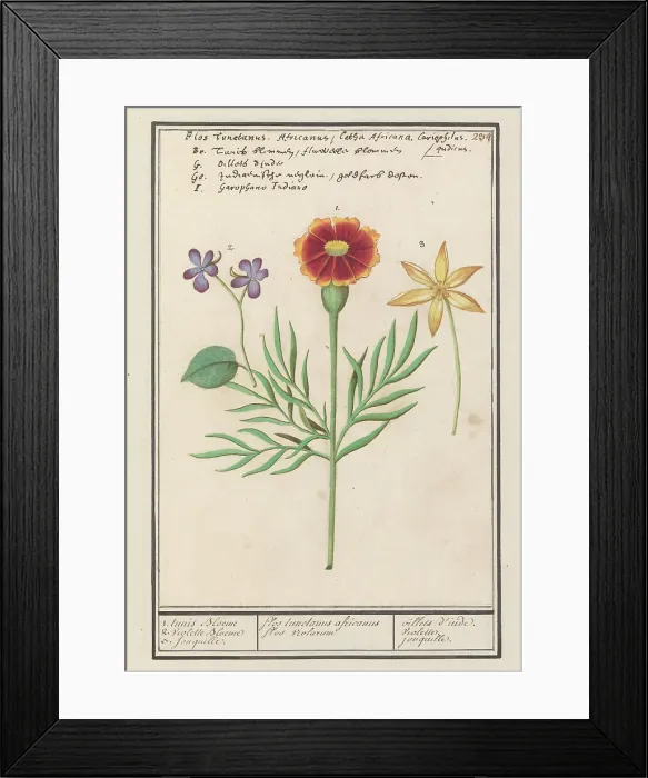 Framed Print : Tagetes (Tagetes), pansy (viola) and daffodil (Narcissus), 1596-1610. Creators: Anselmus de Boodt, Elias Verhulst Framed Print : Tagetes (Tagetes), pansy (viola) and daffodil (Narcissus), 1596-1610. Creators: Anselmus de Boodt, Elias Verhulst