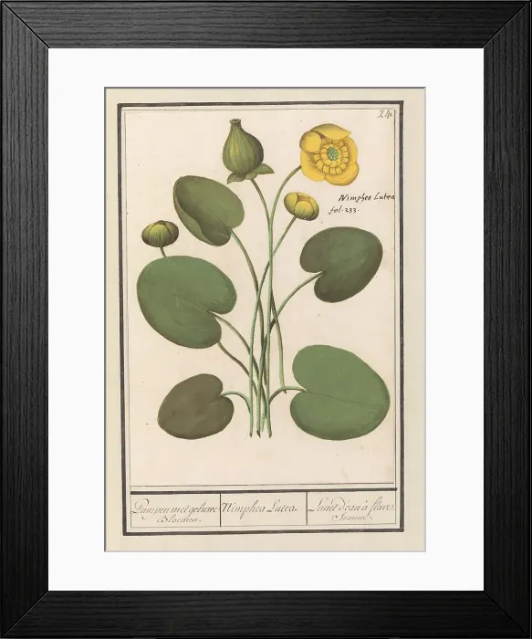 Framed Print : Yellow water lily (Nuphar lutea), 1596-1610. Creators: Anselmus de Boodt, Elias Verhulst Framed Print : Yellow water lily (Nuphar lutea), 1596-1610. Creators: Anselmus de Boodt, Elias Verhulst
