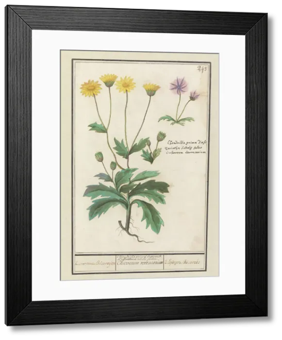 Framed Print : Two flowers from the composite family (Asteraceae), 1596-1610. Creators: Anselmus de Boodt, Elias Verhulst Framed Print : Two flowers from the composite family (Asteraceae), 1596-1610. Creators: Anselmus de Boodt, Elias Verhulst