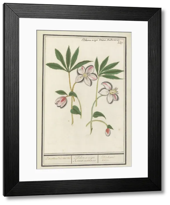 Framed Print : Christmas rose (Helleborus Niger), 1596-1610. Creators: Anselmus de Boodt, Elias Verhulst Framed Print : Christmas rose (Helleborus Niger), 1596-1610. Creators: Anselmus de Boodt, Elias Verhulst