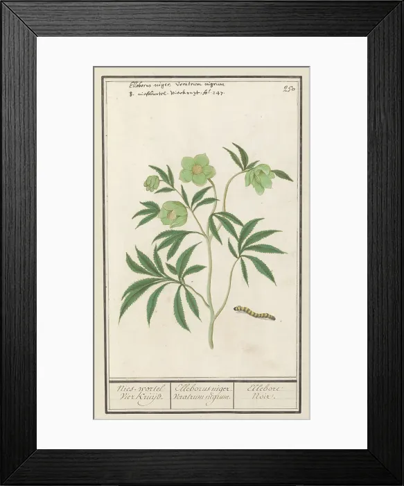 Framed Print : Hellebore (Helleborus), 1596-1610. Creators: Anselmus de Boodt, Elias Verhulst Framed Print : Hellebore (Helleborus), 1596-1610. Creators: Anselmus de Boodt, Elias Verhulst