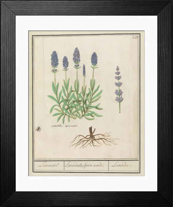 Framed Print : Lavender (Lavandula), 1596-1610. Creators: Anselmus de Boodt, Elias Verhulst Framed Print : Lavender (Lavandula), 1596-1610. Creators: Anselmus de Boodt, Elias Verhulst