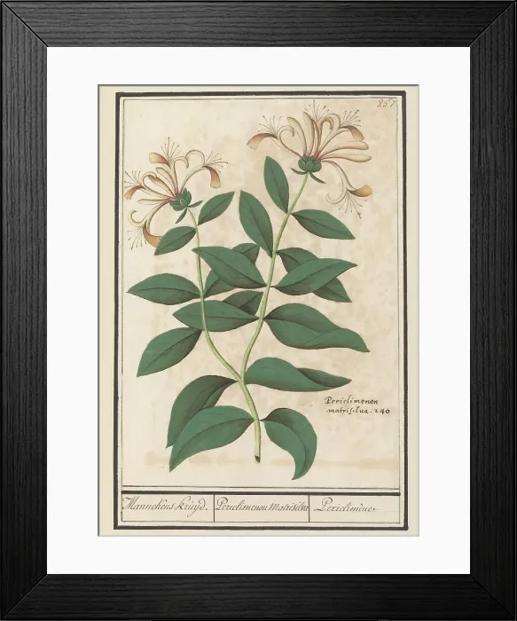 Framed Print : Garden or common honeysuckle (Lonicera caprifolium), 1596-1610. Creators: Anselmus de Boodt, Elias Verhulst Framed Print : Garden or common honeysuckle (Lonicera caprifolium), 1596-1610. Creators: Anselmus de Boodt, Elias Verhulst