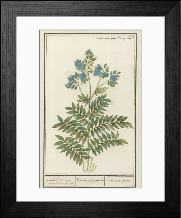 Framed Print : Jacob's Ladder (Polemonium Caerulum), 1596-1610. Creators: Anselmus de Boodt, Elias Verhulst Framed Print : Jacob's Ladder (Polemonium Caerulum), 1596-1610. Creators: Anselmus de Boodt, Elias Verhulst