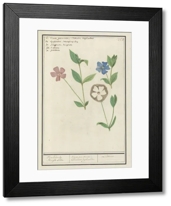 Framed Print : Periwinkle (Vinca), 1596-1610. Creators: Anselmus de Boodt, Elias Verhulst Framed Print : Periwinkle (Vinca), 1596-1610. Creators: Anselmus de Boodt, Elias Verhulst