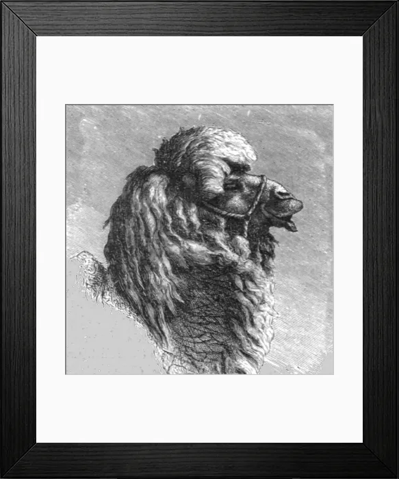 Framed Print : Kalmuck Camel; The Caucasus, 1875. Creator: Unknown Framed Print : Kalmuck Camel; The Caucasus, 1875. Creator: Unknown