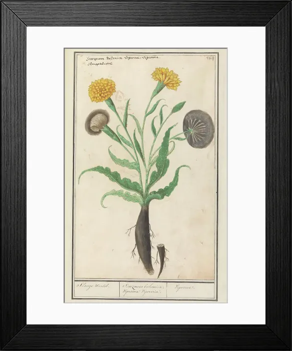 Framed Print : Lesser salsify (Scorzonera humilis), 1596-1610. Creators: Anselmus de Boodt, Elias Verhulst Framed Print : Lesser salsify (Scorzonera humilis), 1596-1610. Creators: Anselmus de Boodt, Elias Verhulst